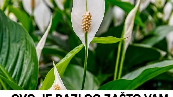 6414BC94-FB50-43B0-8F09-204CE7711D71